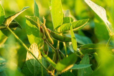 Soya fasulyesi sapta yetişir. Büyüyen sahnede soya fasulyesi.