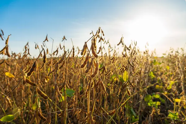 A soybean field is ready for harvest. Ripe soybean pods hang from the stalks. Soybeans against sunlight.
