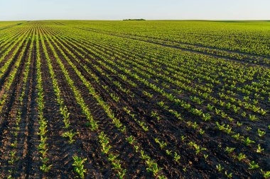 Tarım alanında küçük şeker pancarı bitkileri güzel sıralarda yetişir. Gün batımında şeker pancarı yetiştiriyor. Tarım endüstrisi.