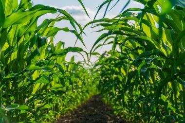 Güneşli bir günde mısır tarlası. Arkaplanı bulanık yemyeşil mısır yaprakları. Mısır yapraklarına odaklan. Agro teması.