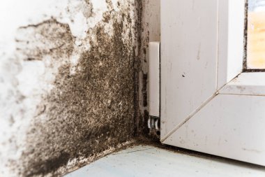 Evin duvarı mantar ve küften etkilenmiş. Mantar duvara ve plastik pencereye saldırıyor. Beyaz duvar siyah mantar ve küf tarafından saldırıya uğruyor..