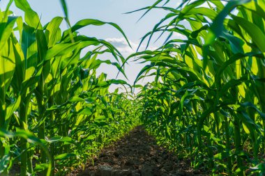 Mısır tarlası. Güzel yeşil mısır yaprakları. Arkaplanı bulanık mısır yaprakları.