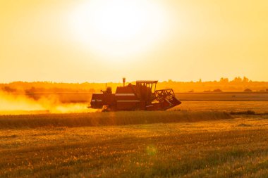 Tarım hasatçısı gün batımında tarlada hasat yapıyor. Tarımsal makinelerle hasat. Tarım arazisi. Kırsal alan.