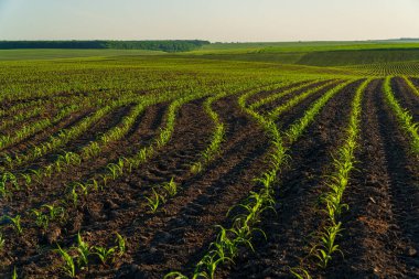 Tarlada küçük mısır filizleri yetişiyor. Küçük mısır tarlaları. Tarım mısır tarlası gün batımında. Tarım arazisi..