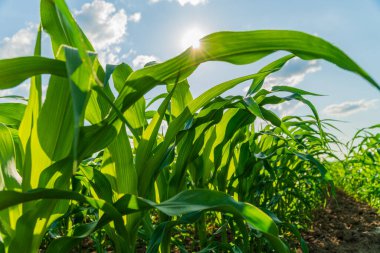 Mısır tarlası. Mısır ekimi. Arkaplanı bulanık mısır yaprakları.