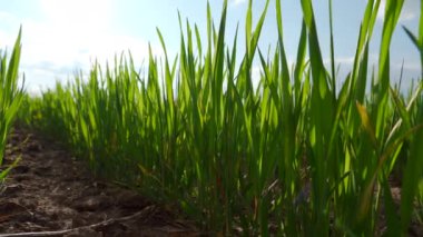 Gün batımında tarlada büyüyen küçük buğday bitkilerinin yakın çekimi. Buğday filizleri tarım alanında yetişir. 4k video.