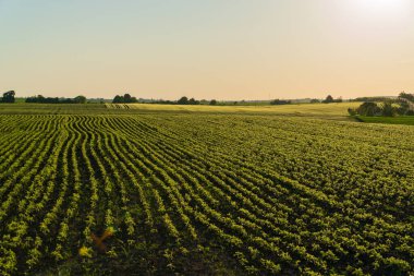 Gün batımında büyük bir fasulye tarlası. Tarlada küçük soya filizleri yetişiyor. Tarım arazisi.