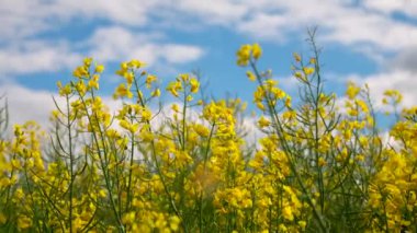 Sarı kolza tohumu tarlası. Çiçekli kolza tohumu ve mavi gökyüzü. Kolza yağı üretmek için kolza tohumu kullanılır. Tarım kavramı. 4k görüntü.