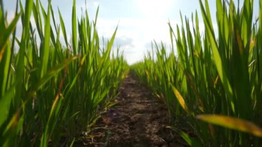 Yeşil buğday tarlası. Tarlada yeşil buğday filizleri. Çayırda yetişen buğday fideleri. Tarım kavramı. 4k görüntü.