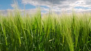 Tarlada yetişen yeşil çavdar. Yeşil çavdar tarlası ya da rüzgarda hareket eden buğday. Tahıl üretimi. 4k görüntü.