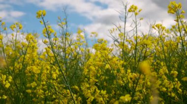 Yakından kolza tohumu bitkisi. Kolza tohumu ekimi. Sahada tecavüz. 4k video.