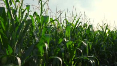 Mısır tarlası. Gökyüzünün arka planında güneşe karşı mısır bitkisi sapları. Agronomi. 4k görüntü.