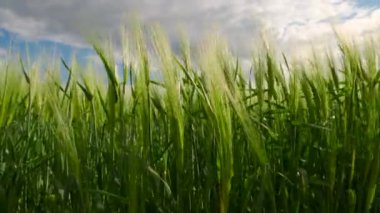 View of Green ears of rye. Swaying green ears on a field. 4k footage.