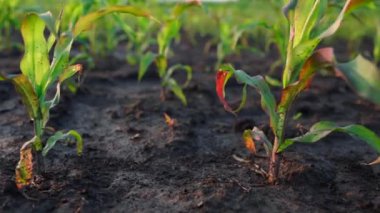 Gün batımında küçük mısır filizleri. Mısır fidanları yakın plan. Kaydırma çekimleri. 4k video.