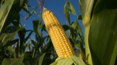 Tarlada sapından sarkan bir mısır koçanı. Olgun bir mısır koçanı gün batımında sapına asılır. 4k video.