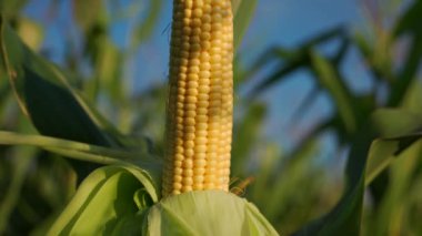 Mısır tarımda yetişiyor. Olgun mısırın yakın çekimi. Mısır ekimi. 4k video.