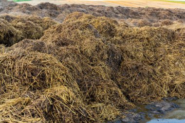 Tarımsal alanda bir yığın gübre..
