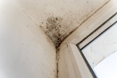 Odanın köşesinde, pencereye yakın bir yerde önemli bir küf istilası görülüyor. Bu da kötü havalandırma ve nem sorunlarının sağlığını etkileyebileceğini gösteriyor..