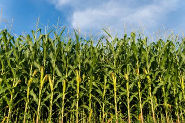 Tall corn plants grow densely against a clear blue sky, indicating a productive summer season in a rural agricultural region. The crops appear well-nourished and vibrant. clipart