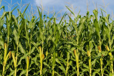 This lush cornfield displays tall, healthy green stalks reaching toward a bright blue sky, showcasing developing ears of corn amidst the sunny landscape. clipart