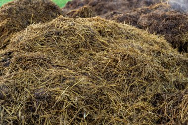 Taze gübre yığını bir çiftlikte belirgin bir şekilde sergileniyor. Toprağı zenginleştirmek için gereken organik gübre potansiyelini vurguluyor..