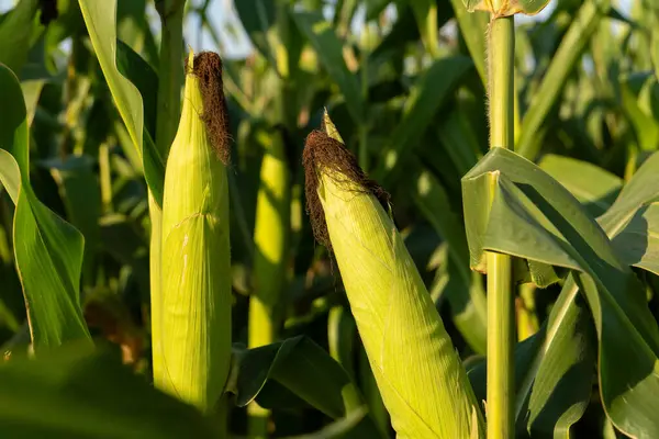 Canlı bir tarlada, uzun mısır bitkileri yaz güneşi altında gelişir, olgunlaşan kulaklar sergilerler..