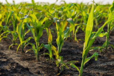 Yeşillik, yemyeşil mısır bitkileri yukarı doğru uzanıyor, geniş bir tarım alanının karanlık ve verimli topraklarında sağlıklı büyüme gösteriyor. Güneş ışığı, genç ekinlerin canlı renklerini artırır..