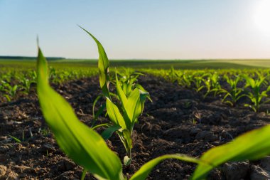 Canlı mısır bitkilerinin sıraları verimli bir tarlaya yayılıyor, güneşli bir sabahın güneşinde büyüyen mevsimin başlangıcının sinyallerini veriyorlar..