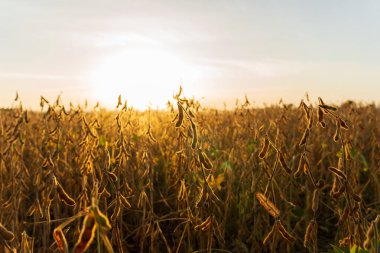 Güneş, olgun soya bitkilerinden oluşan geniş tarlaların ardında batar ve manzaranın üzerine sıcak bir altın ışık saçar. Ekin dimdik ayakta, hasat için hazır..