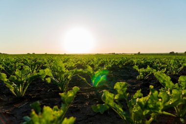 Taze yeşil ekinler parlak bir sabah güneşi altında ufka doğru uzanıyor. Manzara, kırsal kesimde gün doğarken tarımın güzelliğini yansıtıyor..