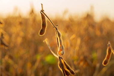Soya fasulyesi bitkileri olgunlaşan kapsülleriyle sergileniyor. Sıcak akşam ışığında parlayarak, yazın sonlarında tarımın özünü yakalıyorlar..