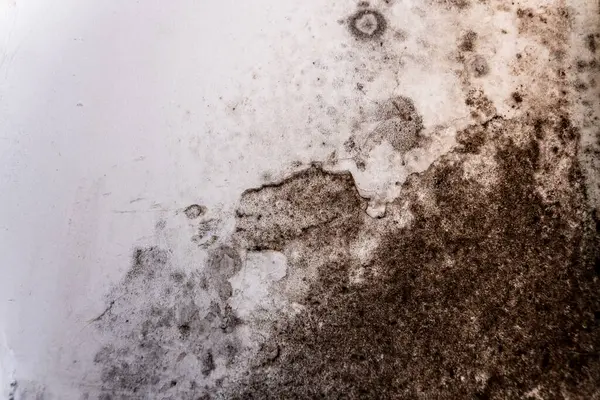Kahverengi ve siyah küf beyaz bir duvarda görünür. Bu da, eğer yaşam alanında doğru şekilde ele alınmazsa sağlık sorunlarına yol açabilecek nem sorunlarını gösterir..