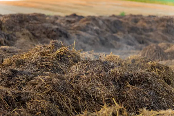 Büyük gübre yığınları, organik madde ve samandan oluşan zengin kahverengi katmanları gösteren bir alanda düzgünce düzenlenmiştir. Güneş yukarıda parlıyor, dokuları aydınlatıyor..