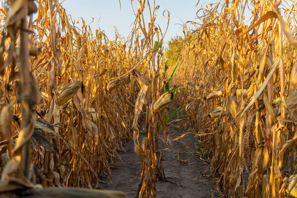 Ряды высоких сушеных стеблей кукурузы тянутся к горизонту, купаясь в теплом дневном солнечном свете, сигнализируя о конце вегетационного сезона в конце лета..