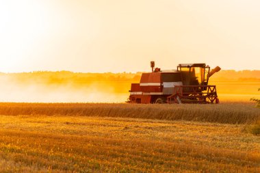 Güneş altın bir buğday tarlasının üzerinde batarken hasat makinesi özenle çalışır ve kırsal kesimde bereketli bir hasat mevsiminin özünü yakalar..