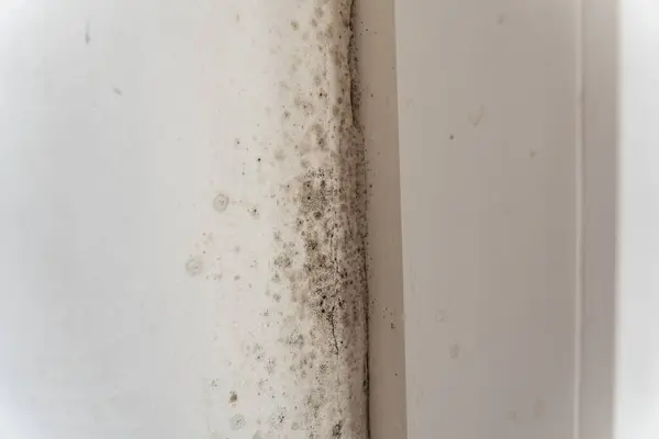 Duvarın köşesinde önemli bir küf istilası görülebilir, bu da sağlık riskleri oluşturabilecek ve iyileştirme için acil ilgi gerektiren nem sorunlarını gösterir..