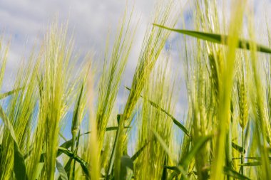 Uzun yeşil buğday sapları rüzgarda hafifçe sallanır, parçalı bulutlu bir gökyüzünün altında güneş ışığıyla aydınlatılır. Bu kırsal alan doğanın güzelliğini yansıtıyor..