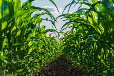 Canlı mısır bitkilerinin sıraları, ilkbaharın sonlarında parlak bir güneşin altında gökyüzüne doğru uzanarak tarım alanının sağlıklı büyüme ve bereketini vurguluyor..