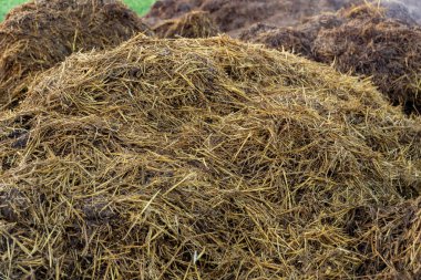 Taze gübre yığını, yemyeşil çimlerle çevrili güneşli bir kırsal alanda bulunur. Gübre nemli ve toprak gibi görünüyor. Bu da yeni bir koleksiyon olduğunu gösteriyor..