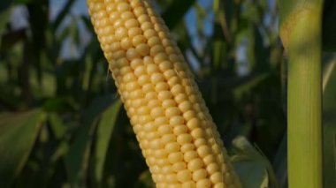 Mısır tarlasında büyüyen tek bir mısır tanesinin yakından görüntüsü, çekirdekleri görünür. Mısır sarı ve olgunlaşmış görünüyor, hasat için hazır. Yüksek kalite 4k görüntü