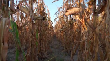 Tarlada bir sıra kuru mısır sapı. Sapları kahverengi ve solmuş, yaprakları dökülüyor. Güneş tarlada parlıyor ve gökyüzü mavi. Yüksek kalite 4k görüntü