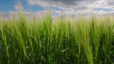 Canlı yeşil arpa bitkilerinin arasında, berrak mavi gökyüzünün altından geçen yumuşak meltemler gibi sakin bir atmosfer yaratılır, yazın başlarında güzellikleri gözler önüne serer. Yüksek kalite 4k görüntü