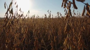 Altın bir arazinin ortasında, çiftçiler soya fasulyelerini hasat için topluyorlar. Sıcak güneş tepemizde ışıl ışıl parlıyor, sonbahar çiftçiliğinin güzelliğini kutluyorlar.