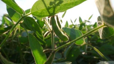 Konferansta yaz mevsiminde gelişen soya fasulyesi bitkileri üzerinde duruluyor. Büyüme aşamaları ve sağlıklı yeşil yapraklar parlak güneş ışığı altında sergileniyor. Yüksek kalite 4k görüntü