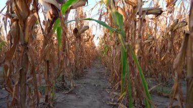 Kurumuş mısır saplarının arasından geçen toprak bir patika. Sapları uzun ve kahverengidir ve biraz yeşil yaprak kalmıştır. Güneş sahne üzerinde ışıl ışıl parlıyor. Yüksek kalite 4k görüntü