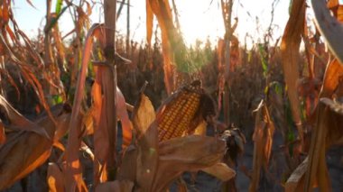 Batan güneşin sıcacık parıltısı sonbaharın başlarında bir mısır tarlasını aydınlatarak canlı bir gökyüzüne karşı kurumuş mısır saplarını aydınlatıyor. Bu sakin kırsal alan hasat zamanını yakalıyor.
