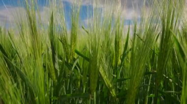 Arpa dolu canlı bir tarla, güneşli bir öğleden sonra kabarık bulutlar üzerinde sürüklenirken hafif esintide sallanarak araziye yayılır. Doğanın güzelliği gözler önünde.