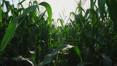 Bir mısır tarlasının yakından görüntüsü. Sapları uzun ve yeşil ve yaprakları rüzgarda hışırdıyor. Güneş yaprakların arasından pırıl pırıl parlıyor, yerde lekeli bir etki yaratıyor.