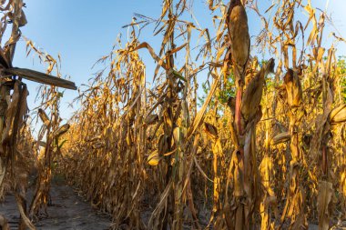 Kurumuş mısır bitkileri, öğleden sonra güneşinin sıcacık ışığıyla aydınlanan, altın sarısı renklerde, durgun ve kırsal bir tarımsal alan oluşturarak ayakta dururlar..