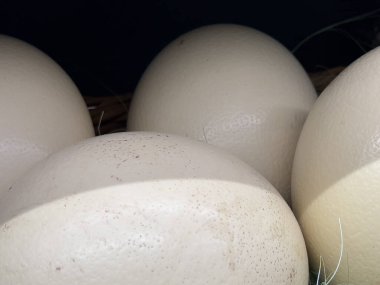 Dört büyük, beyaz devekuşu yumurtası yan yana oturur, her biri diğerine hafifçe dokunur. Samandan ya da samandan bir yatağa kurulurlar, samanların dokusu görünürdü görüntünün altında..